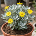 Brachyglottis ‘Sunshine’ — Evergreen Shrub, Bee-Friendly, 2L Pot