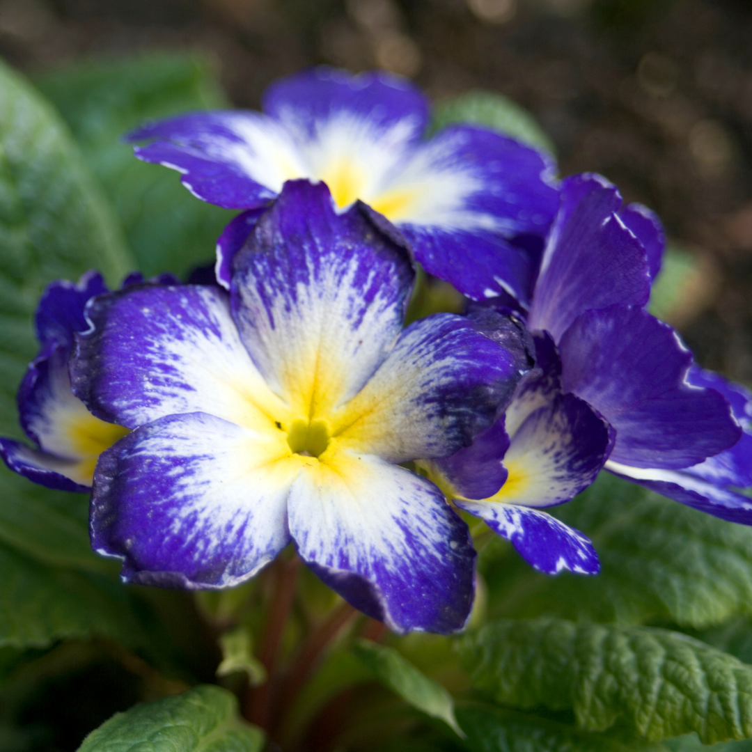 Primrose ‘Blue Bicolour’ — Hardy Perennial, Bee-Friendly, 10.5cm Pot