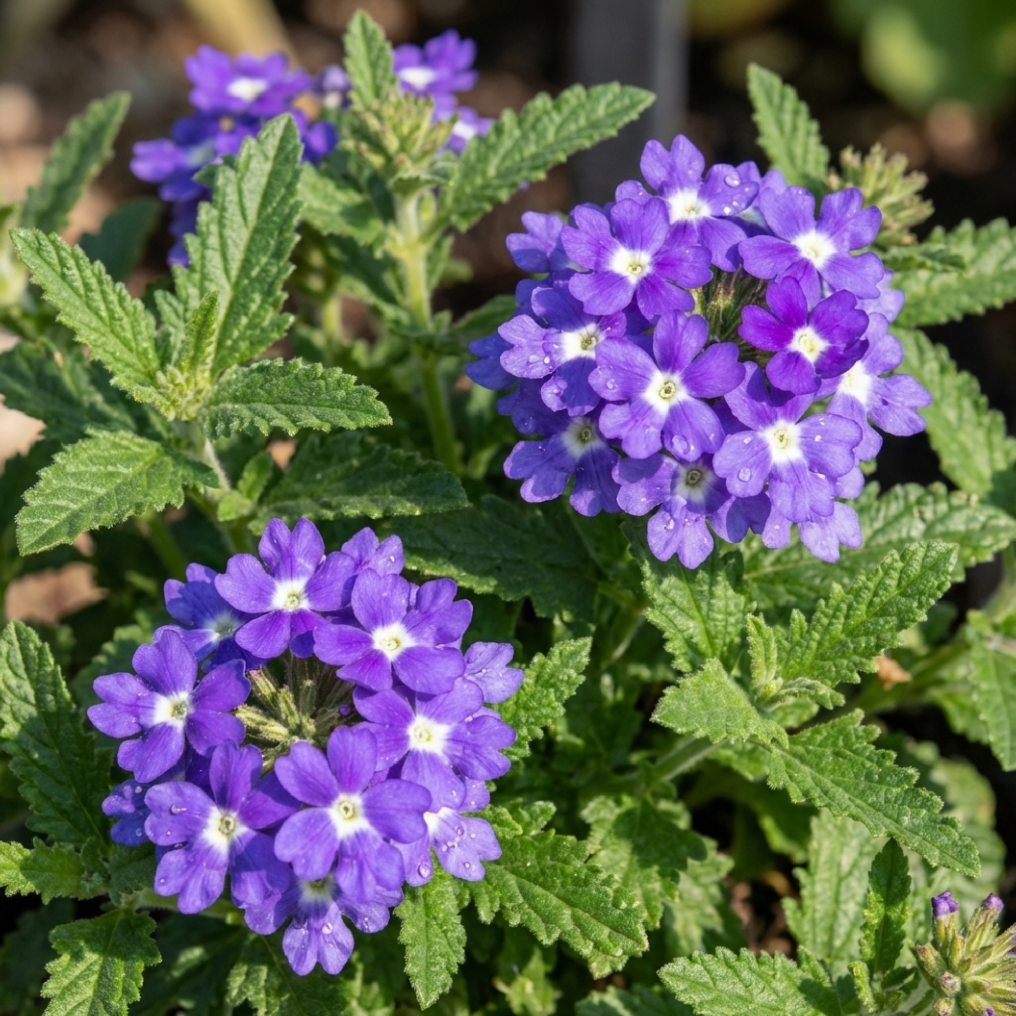 Verbena ‘Blue Eye’ — Half-Hardy Annual, Bee-Friendly, 10.5cm Pot (Set of 3 or 6)