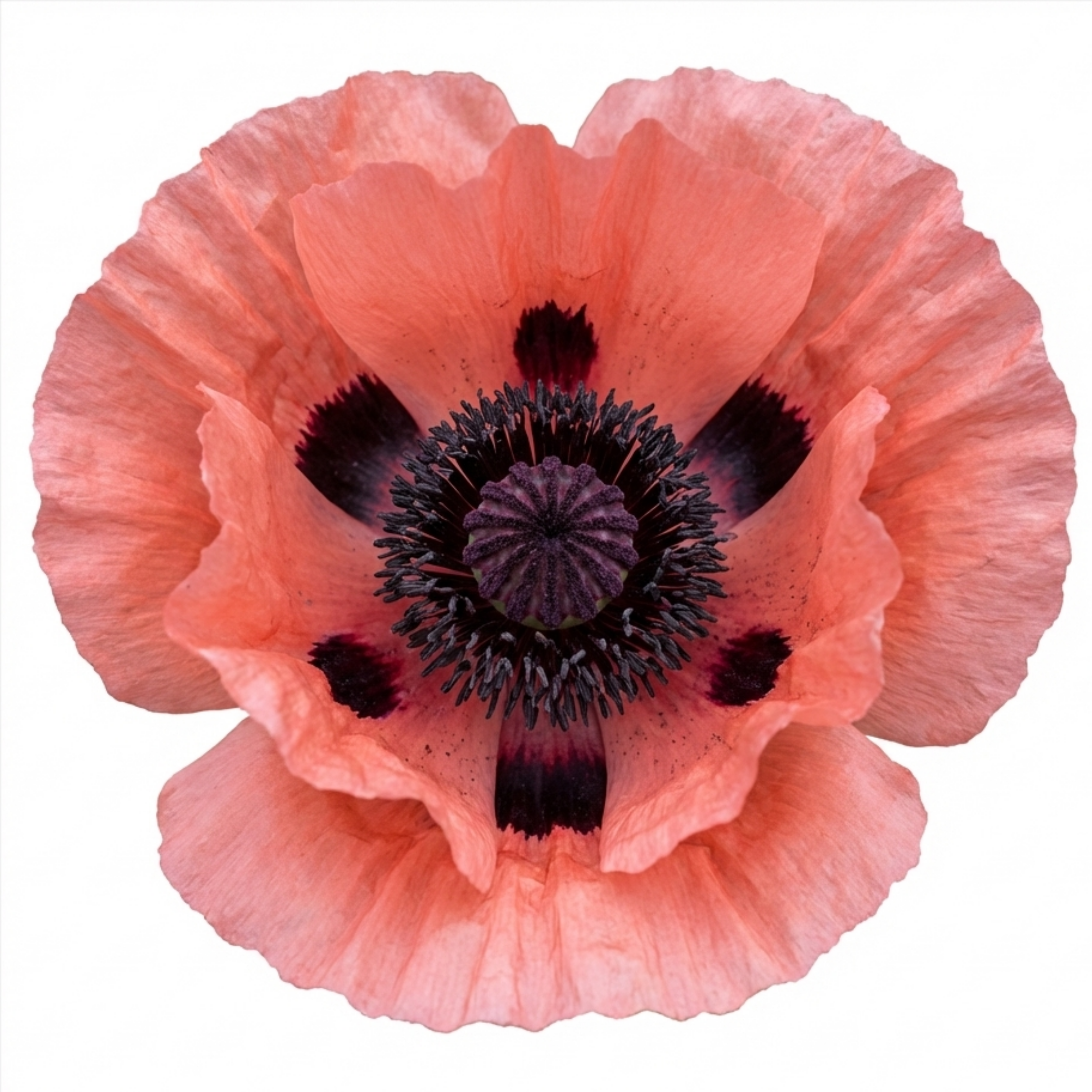 Papaver ‘Orientale Victoria Louise’ — Hardy Perennial, Bee-Friendly, 1L Pot (Set of 3 or 6)