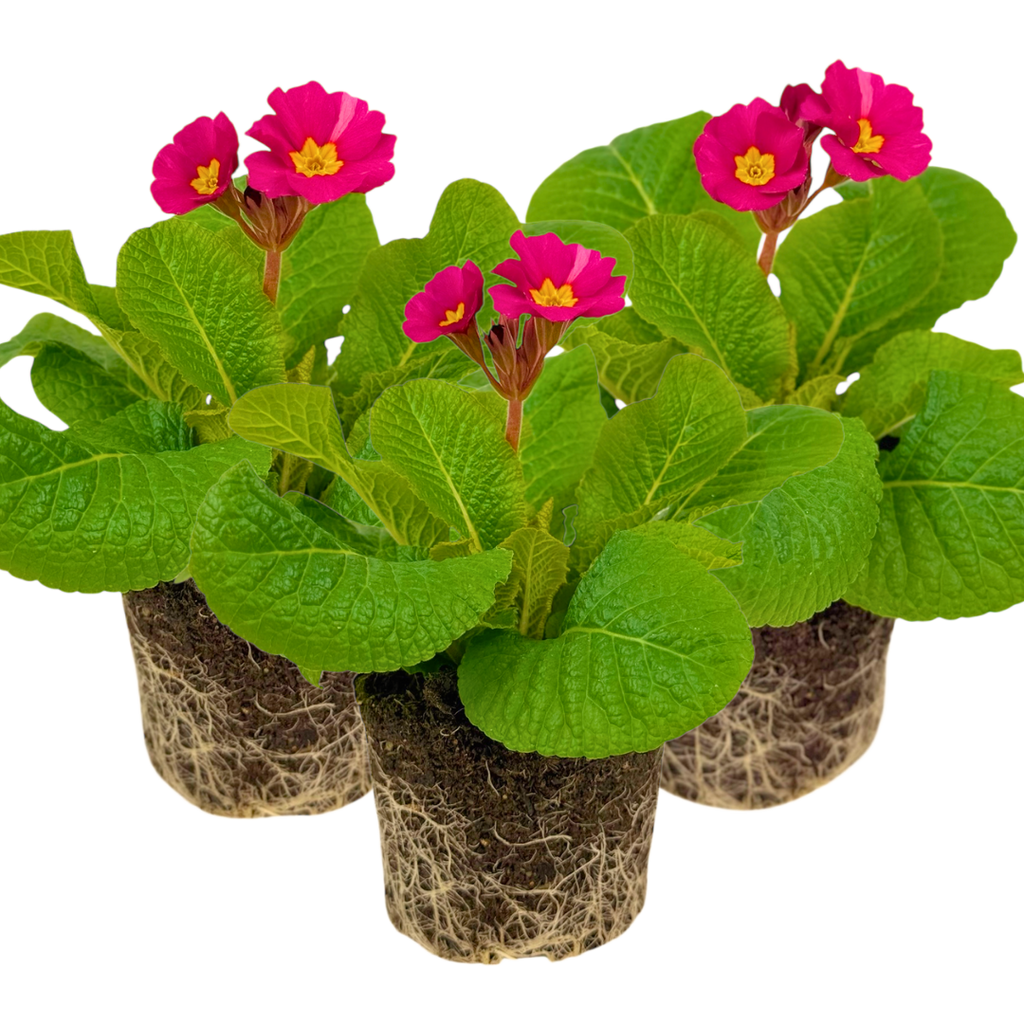 Polyanthus ‘Stella Cherryade’ — Hardy Perennial, 1L Pot