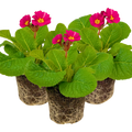 Polyanthus ‘Stella Cherryade’ — Hardy Perennial, 1L Pot