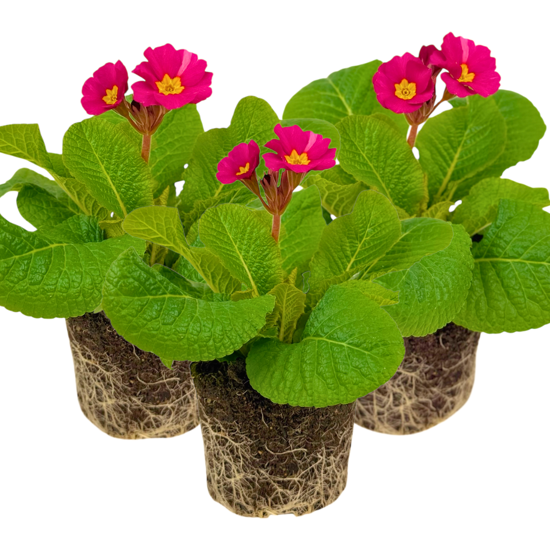 Polyanthus ‘Stella Cherryade’ — Hardy Perennial, 1L Pot