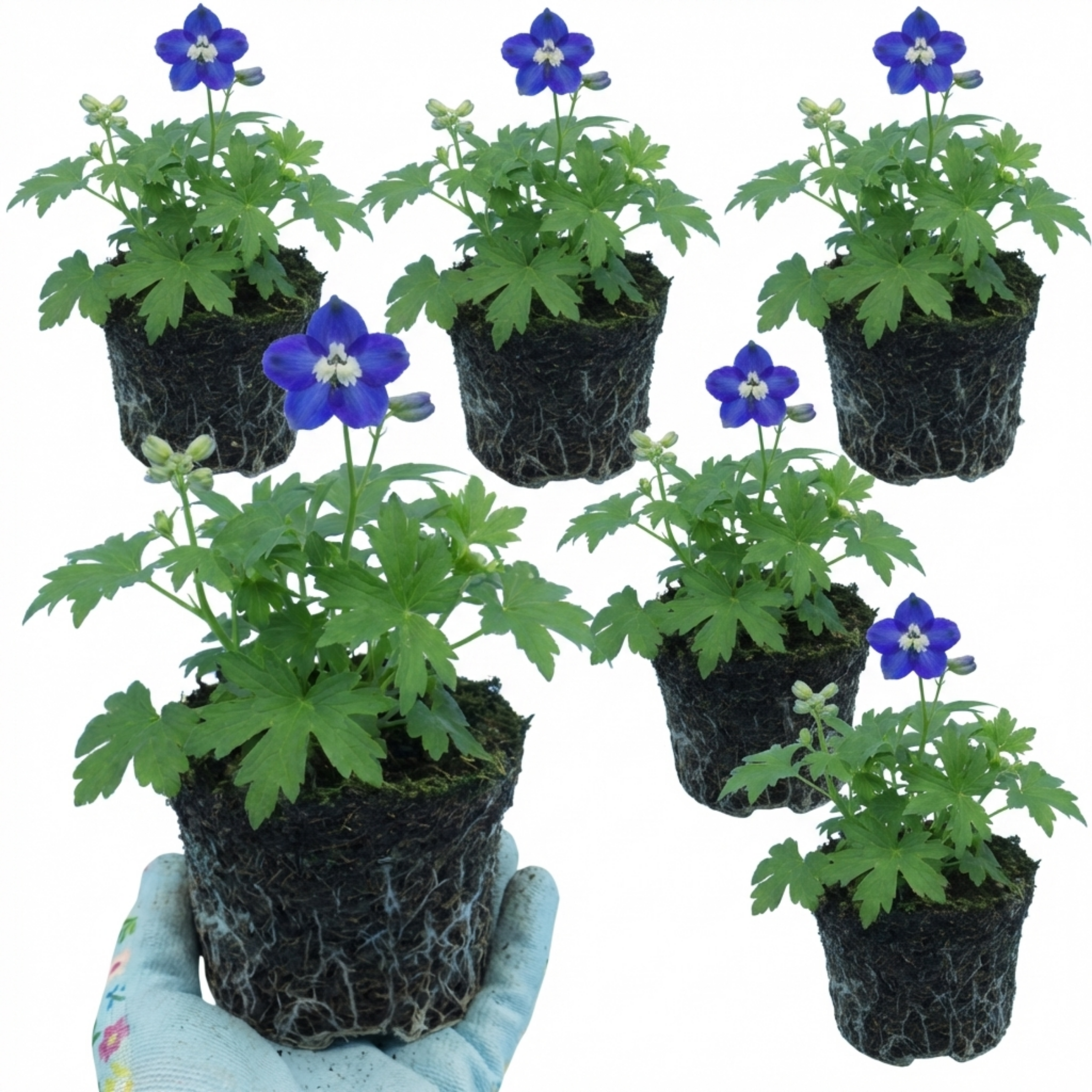 Delphinium ‘Dark Blue White’ — Hardy Perennial, Bee-Friendly, 1L Pot (Set of 3 or 6)