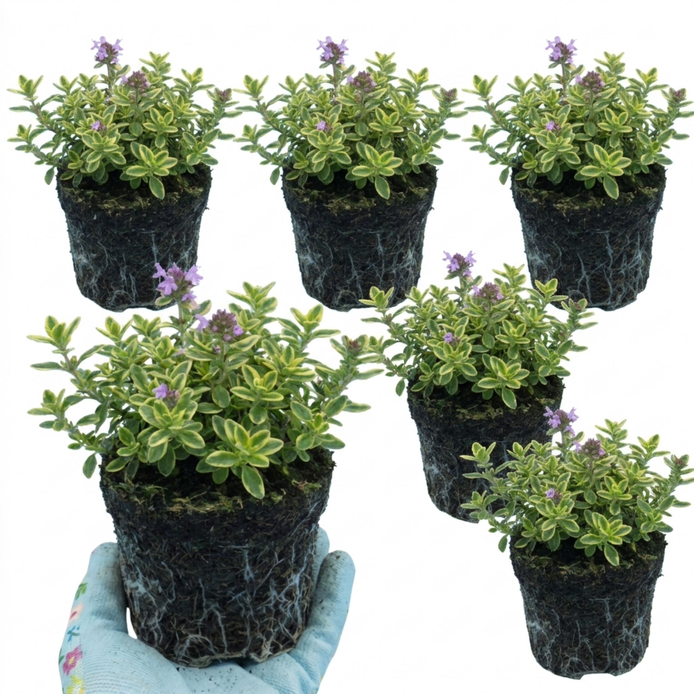 Thymus ‘Precompa Thyme’ — Hardy Evergreen Perennial Herb, Bee-Friendly, 1L Pot (Set of 3 or 6)