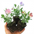 Lathyrus ‘Little Sweetheart’ — Hardy Annual Climber, Bee-Friendly, 10.5cm Pot (Set of 3 or 6)