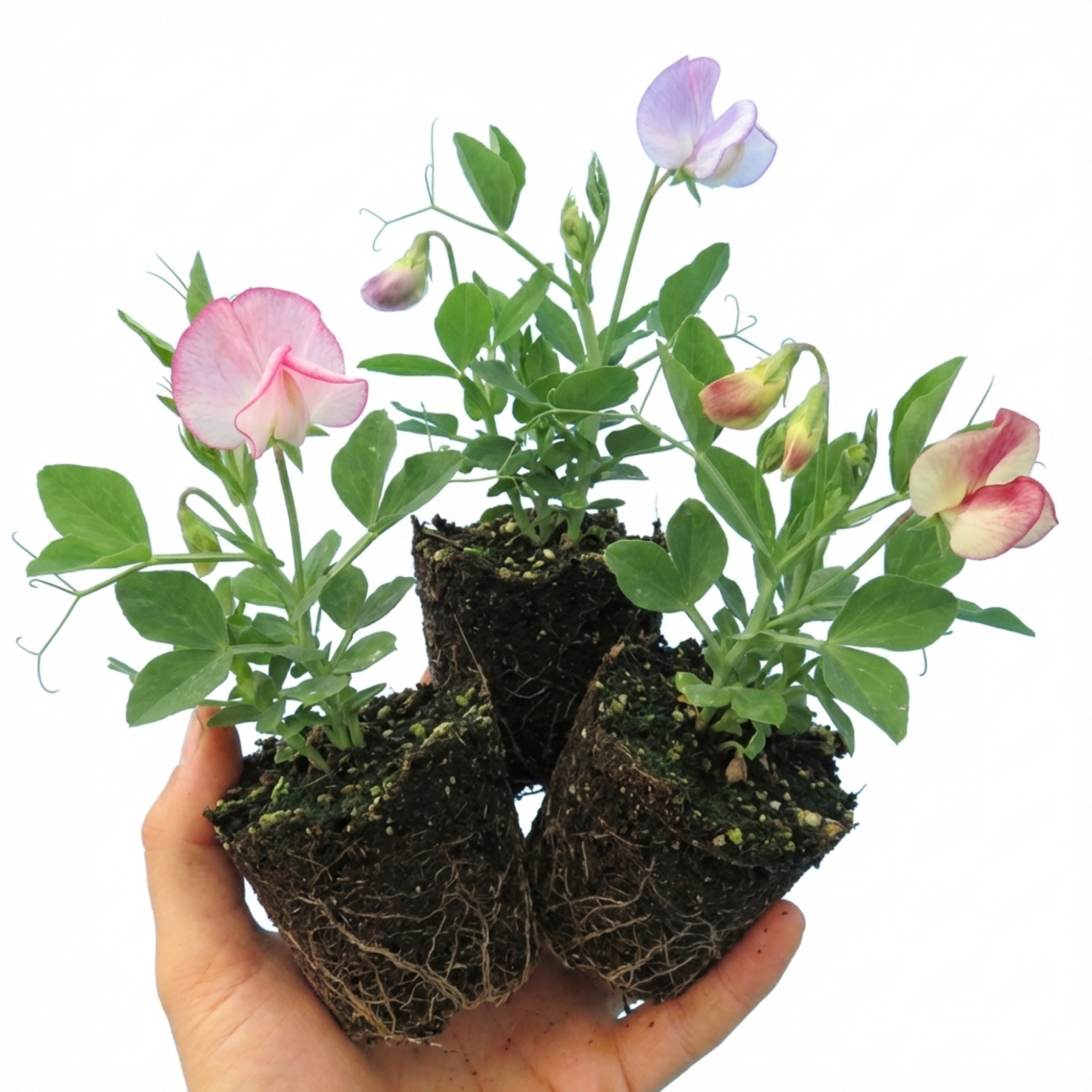 Lathyrus ‘Little Sweetheart’ — Hardy Annual Climber, Bee-Friendly, 10.5cm Pot (Set of 3 or 6)