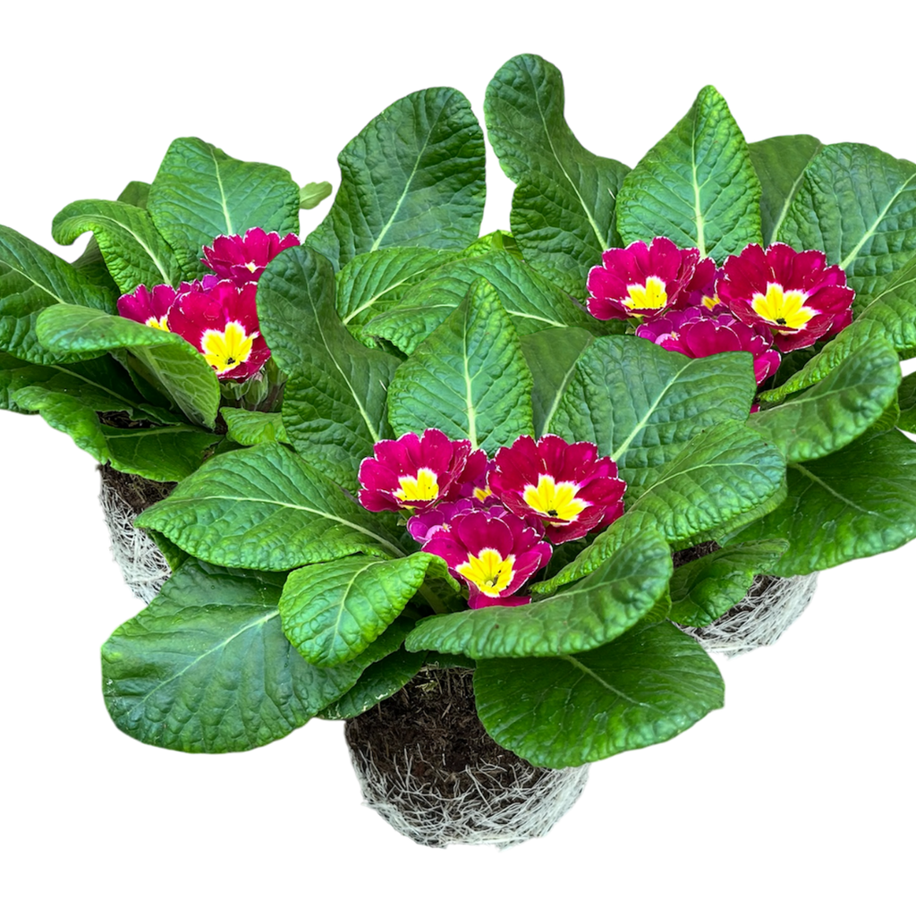 Primrose ‘Purple’ — Hardy Perennial, Bee-Friendly, 10.5cm Pot