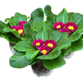 Primrose ‘Purple’ — Hardy Perennial, Bee-Friendly, 10.5cm Pot