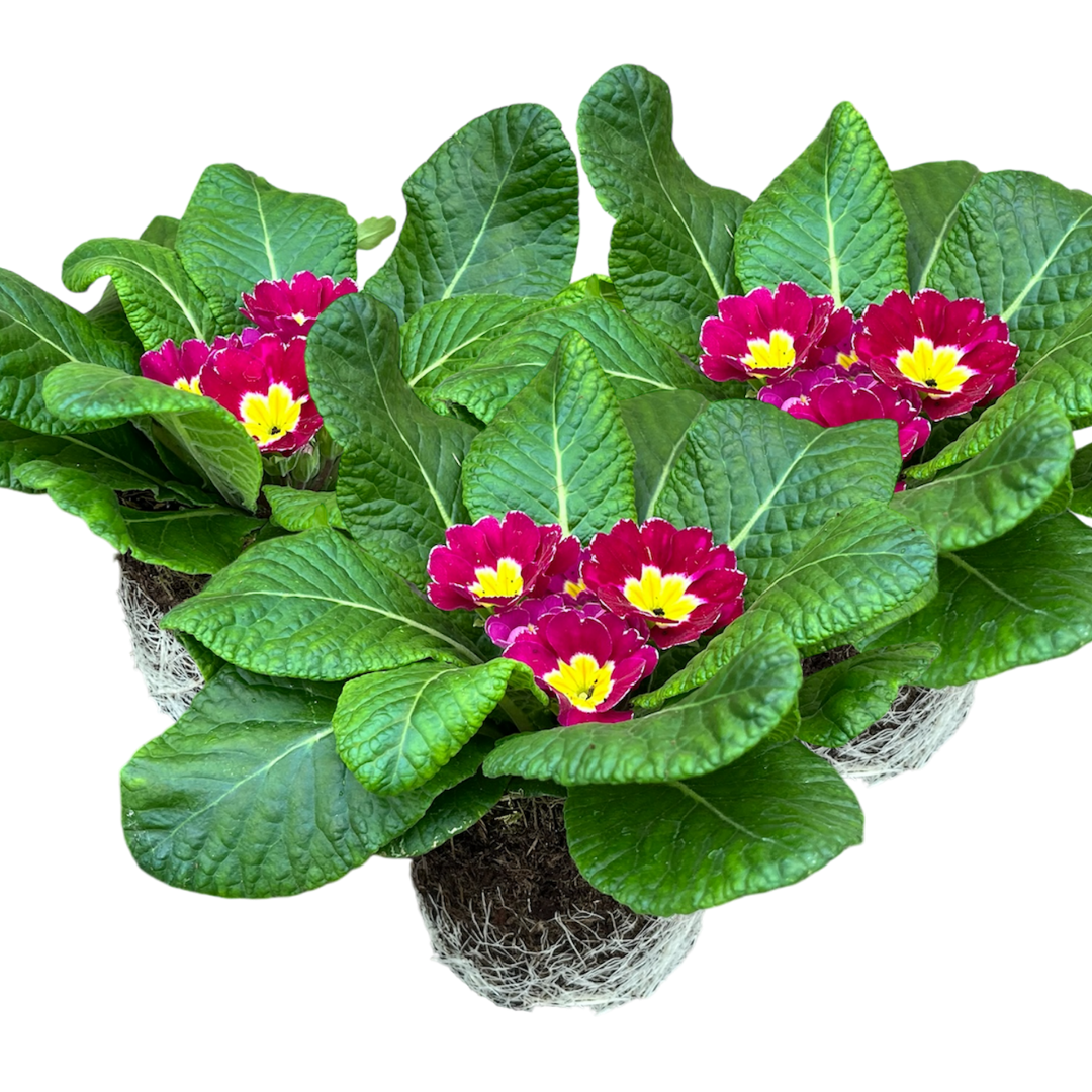 Primrose ‘Purple’ — Hardy Perennial, Bee-Friendly, 10.5cm Pot