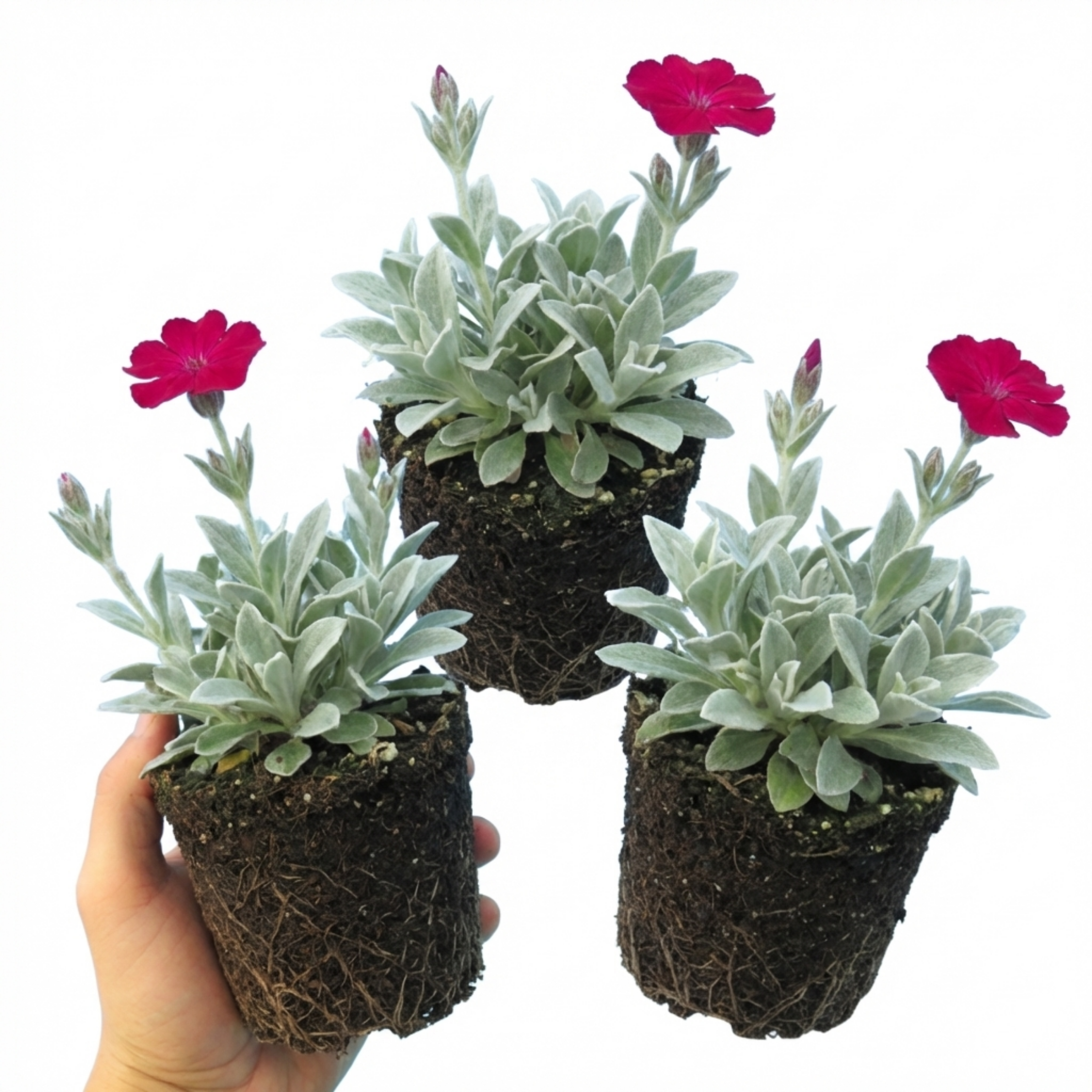Lychnis ‘Atrosanguinea’ — Hardy Perennial, Bee-Friendly, 1L Pot (Set of 3 or 6)