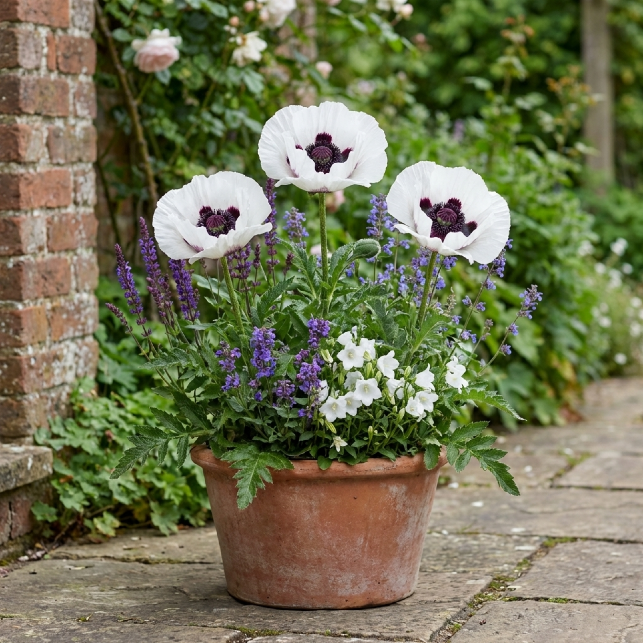 Papaver ‘Orientale Royal Wedding Poppy’ — Hardy Perennial, Bee-Friendly, 1L Pot