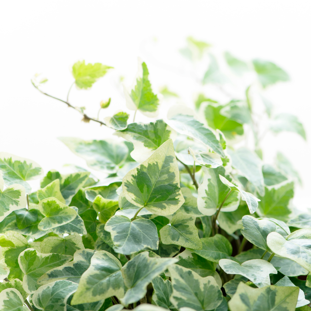 Hedera 'Growers Selection' — Hardy Evergreen Climber Mix, 10.5cm Pot (Set of 3)