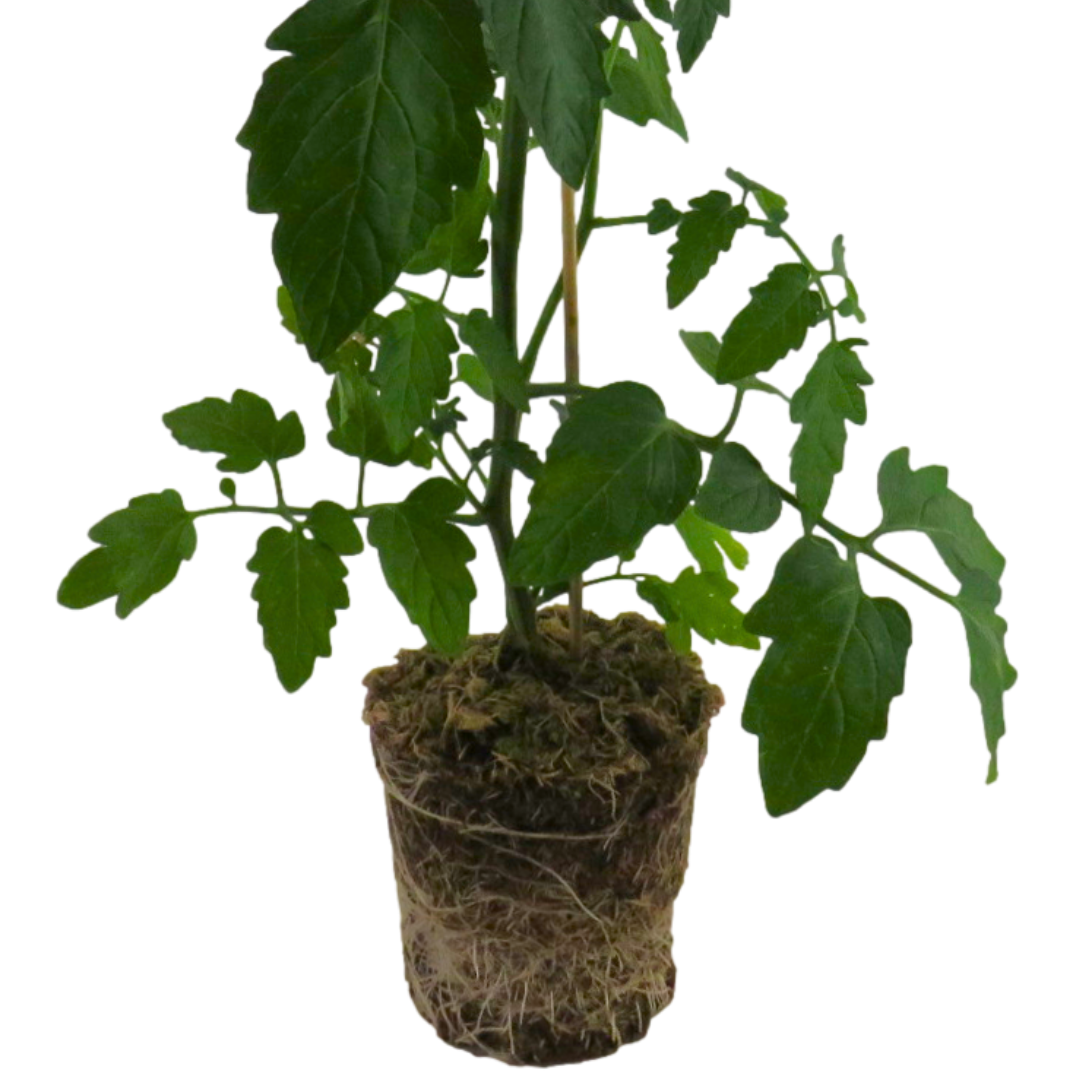 Tomato ‘Veranda Red’ — Fruit Plant / Tender Annual, 5L Pot