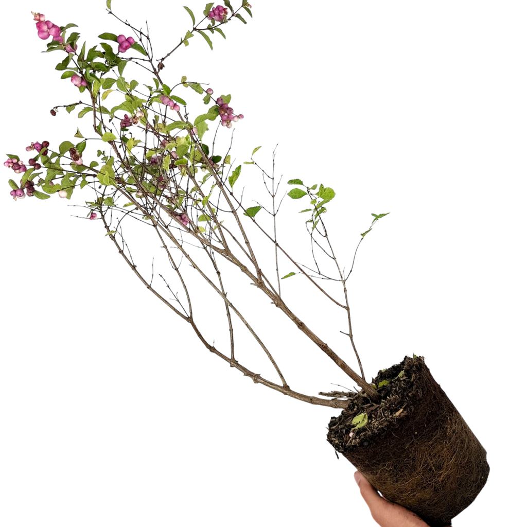 Symphoricarpos ‘Magical Sweet’ — Hardy Perennial, 3L Pot