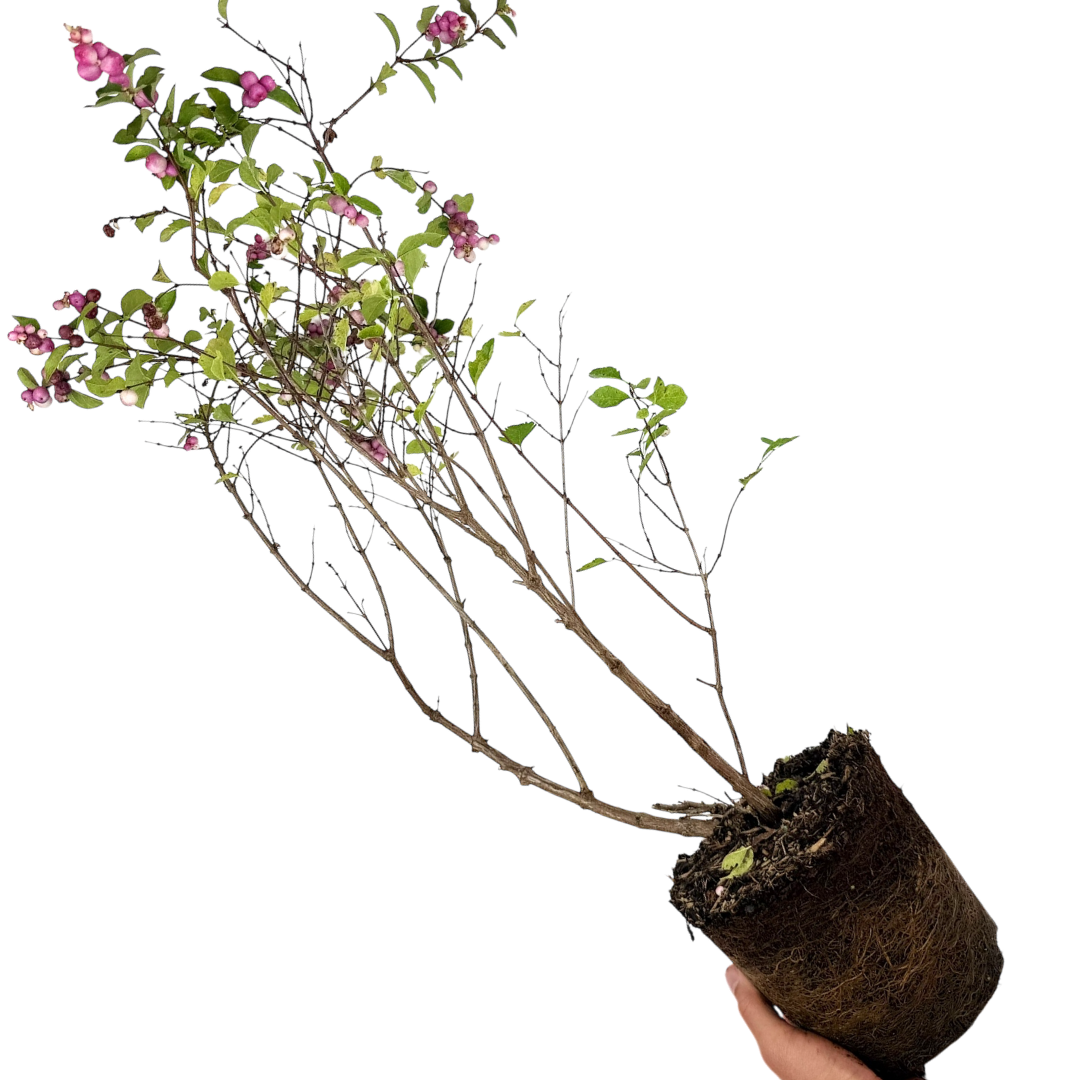 Symphoricarpos ‘Magical Sweet’ — Hardy Perennial, 3L Pot