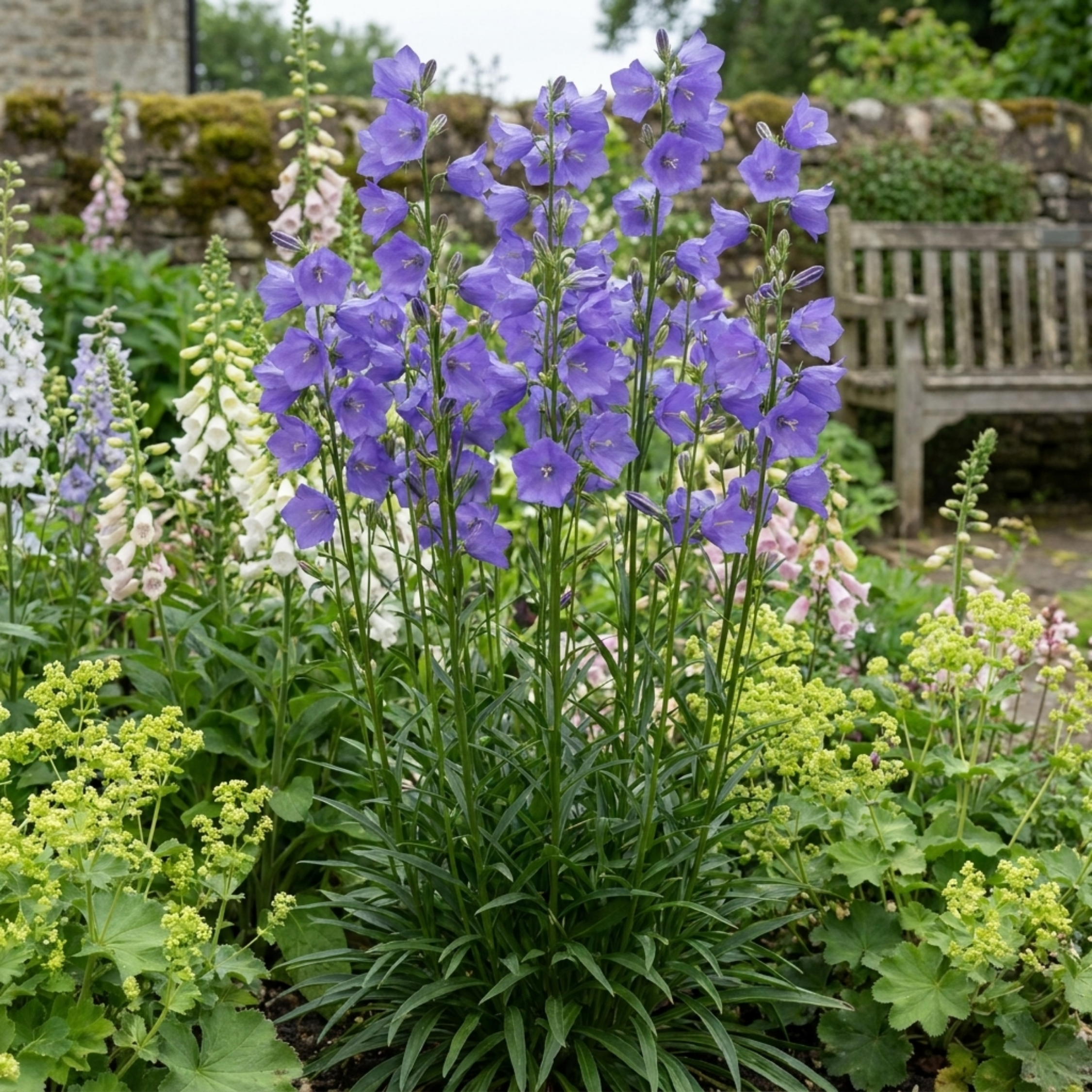 Campanula ‘Persicifolia Caerulea’ — Hardy Perennial, Bee-Friendly, 11cm Pot