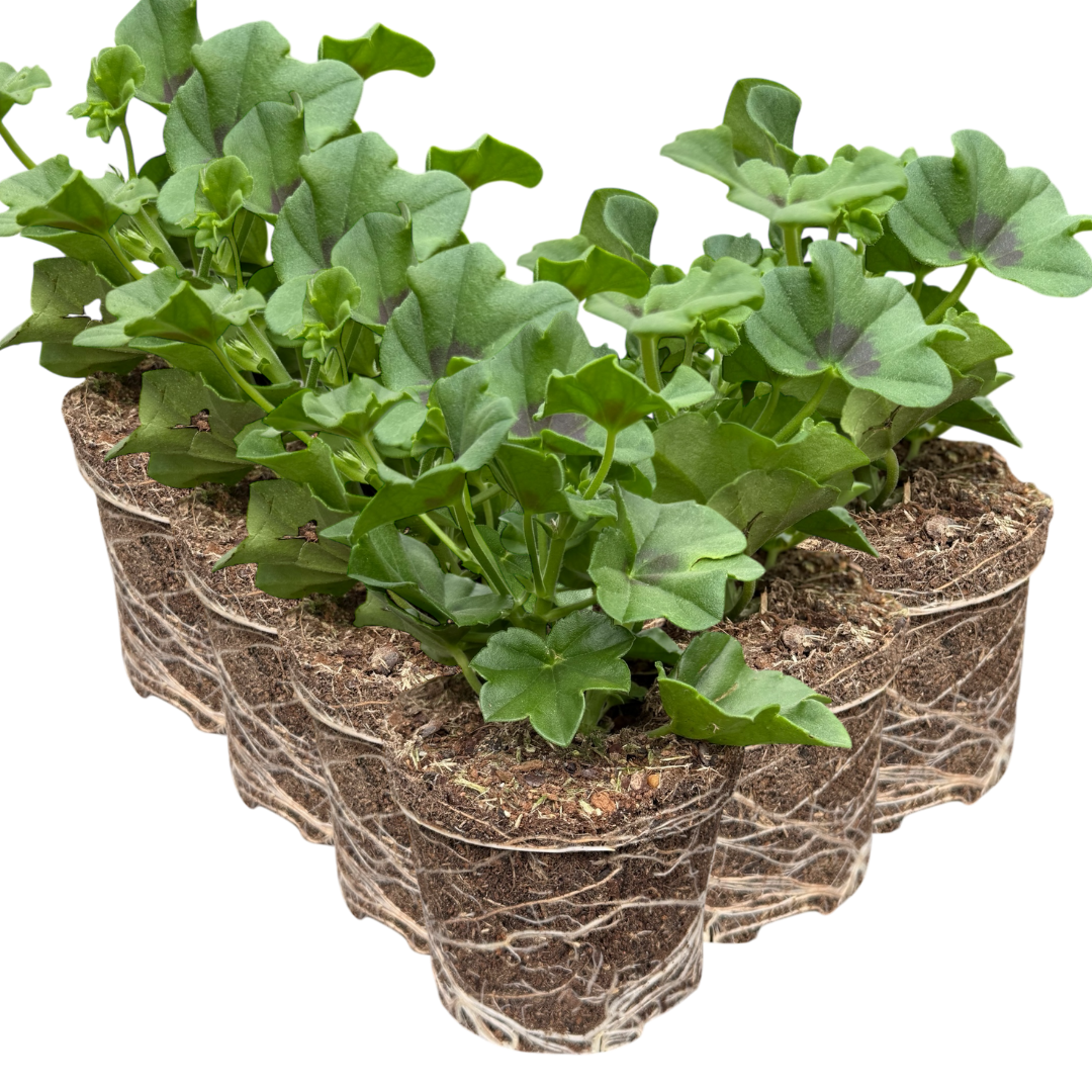 Geranium ‘Tornado White’ — Hardy Perennial, 10.5cm Pot