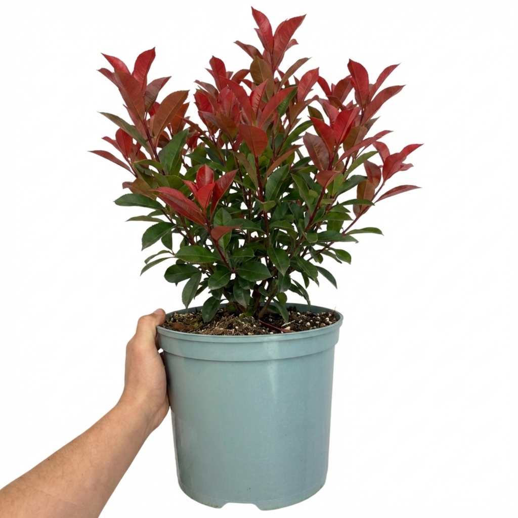 Photinia ‘Louise’ — Evergreen Shrub, Bee-Friendly, 7.5L Pot