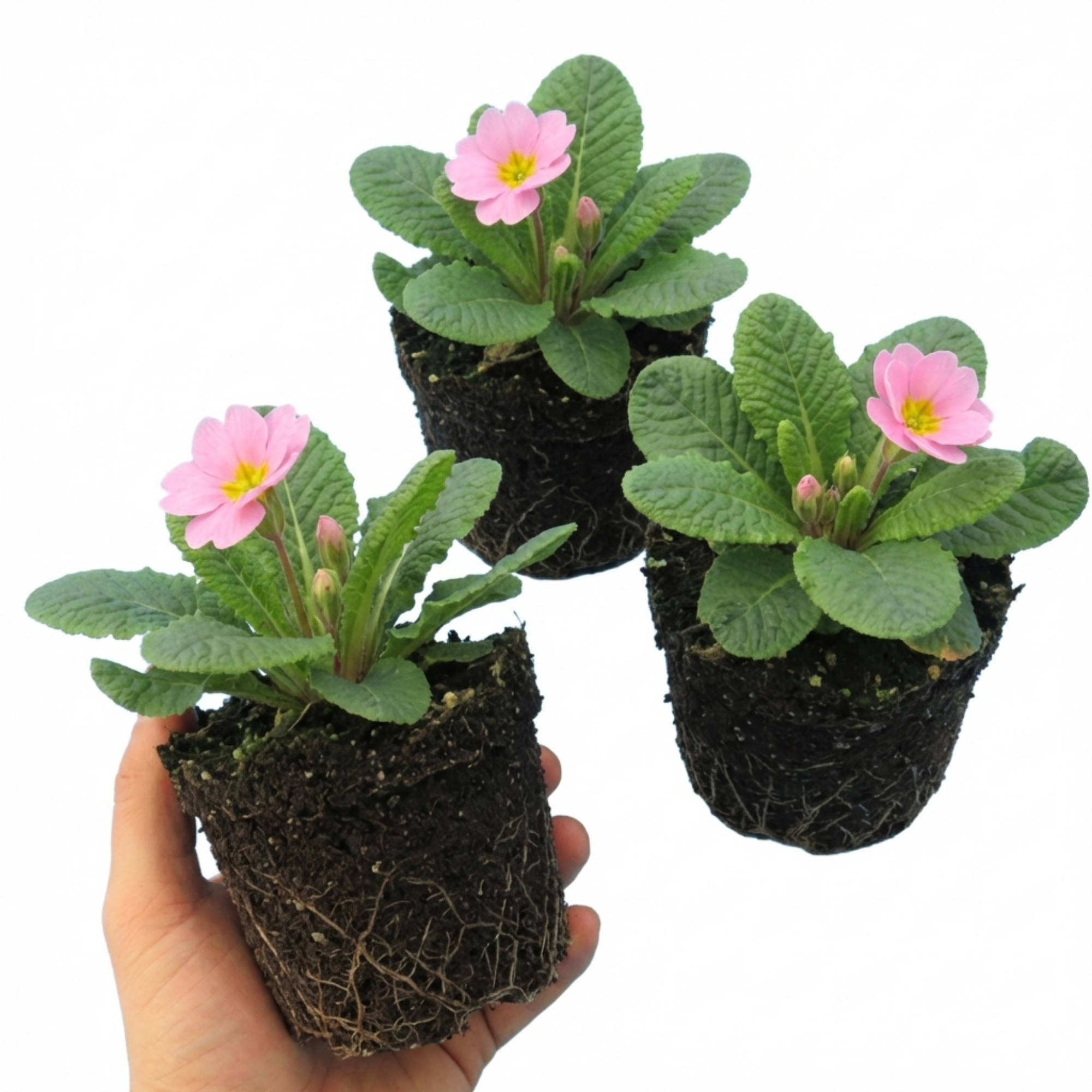 Primrose ‘Strawberry’ — Edible Plant, Bee-Friendly, 10.5cm Pot (Set of 3 or 6)