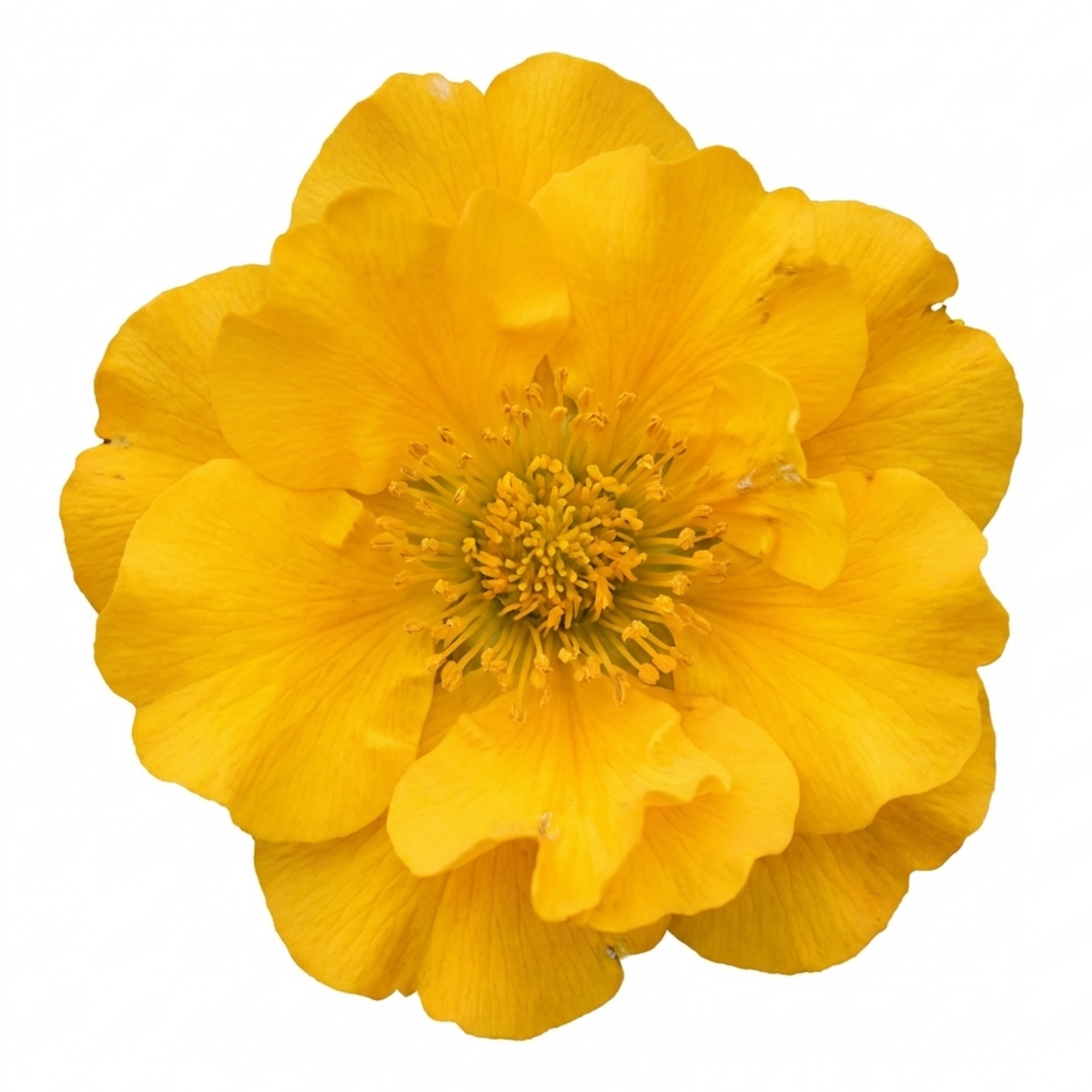 Geum ‘Lady Stratheden’ — Hardy Herbaceous Perennial, Bee-Friendly, 1L Pot (Set of 3 or 6)
