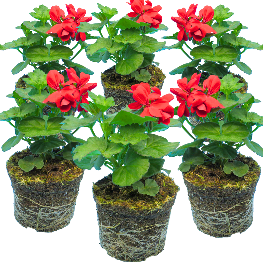 Pelargonium ‘Landscape Fire’ — Tender Perennial (grown as bedding), Bee-Friendly, 1L Pot (Set of 3 or 6)