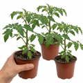 Tomato ‘Rose Crush’ — Fruit Plant / Tender Annual, 10.5cm Pot (Set of 3 or 6)