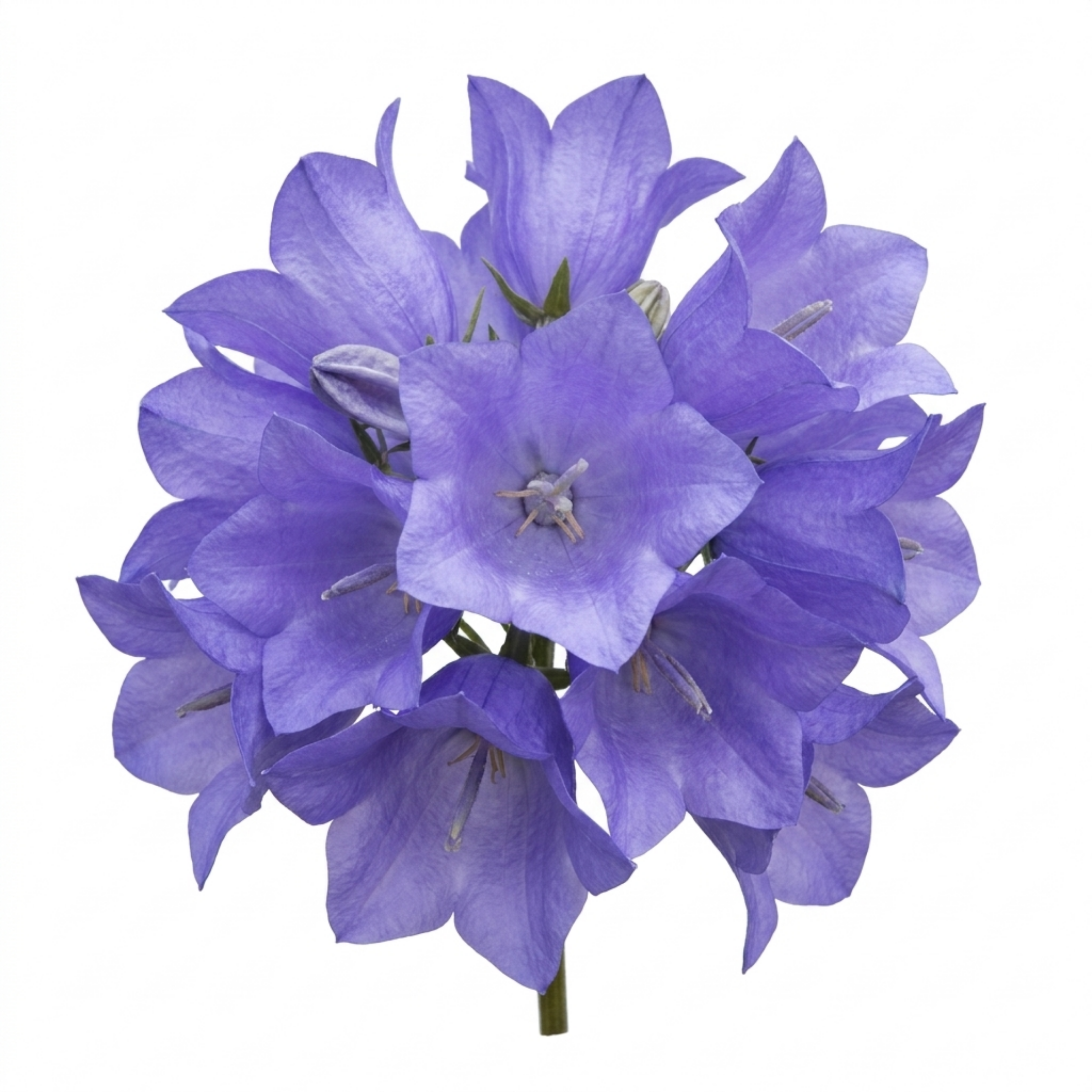 Campanula ‘Persicifolia Caerulea’ — Hardy Perennial, Bee-Friendly, 11cm Pot