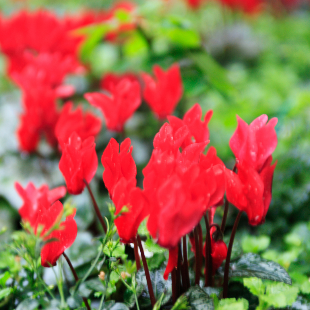 Cyclamen ‘Smartiz Rouge Vif’ — Tender Pot Plant (perennial in mild climates), 10.5cm Pot (Set of 3 or 6)