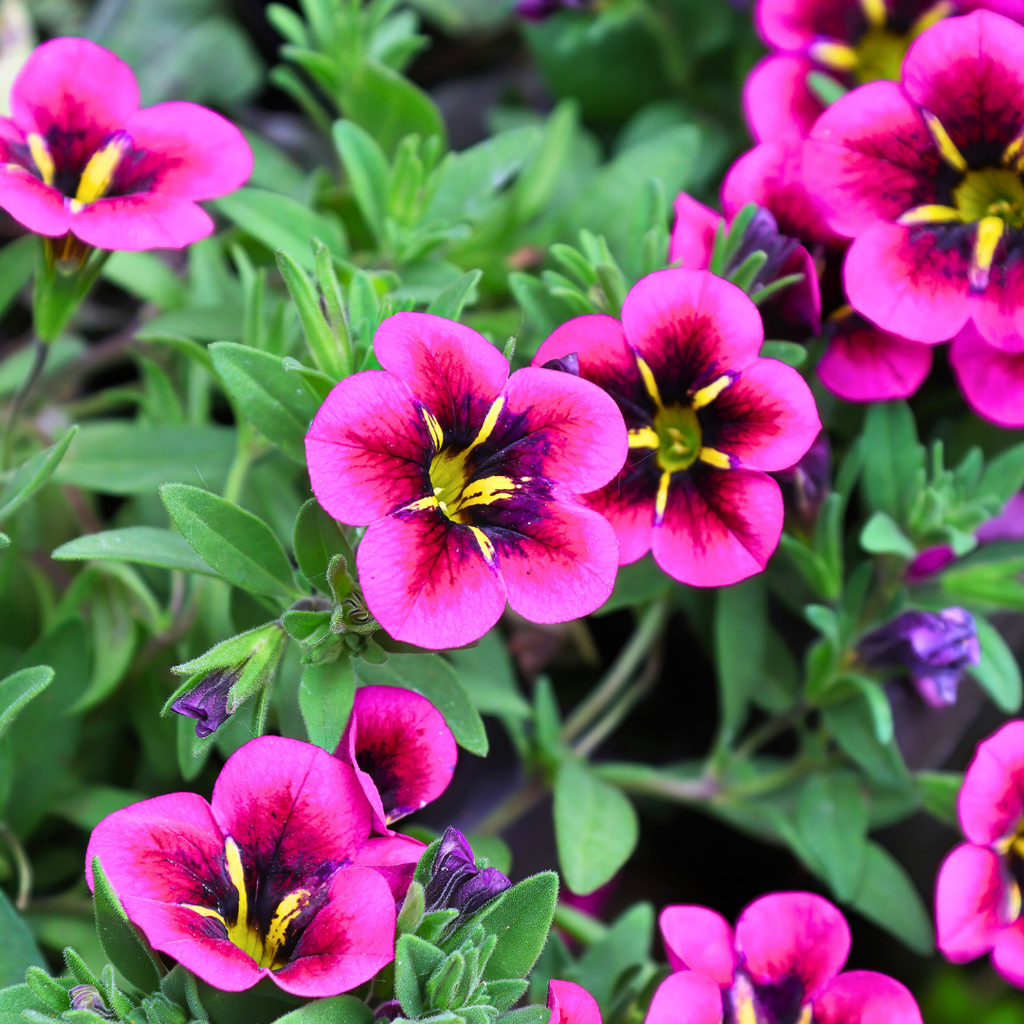 Calibrachoa ‘Bumble Bee Hot Pink’ — Half-Hardy Trailing Annual, Bee-Friendly, 10.5cm Pot (Set of 3 or 6)