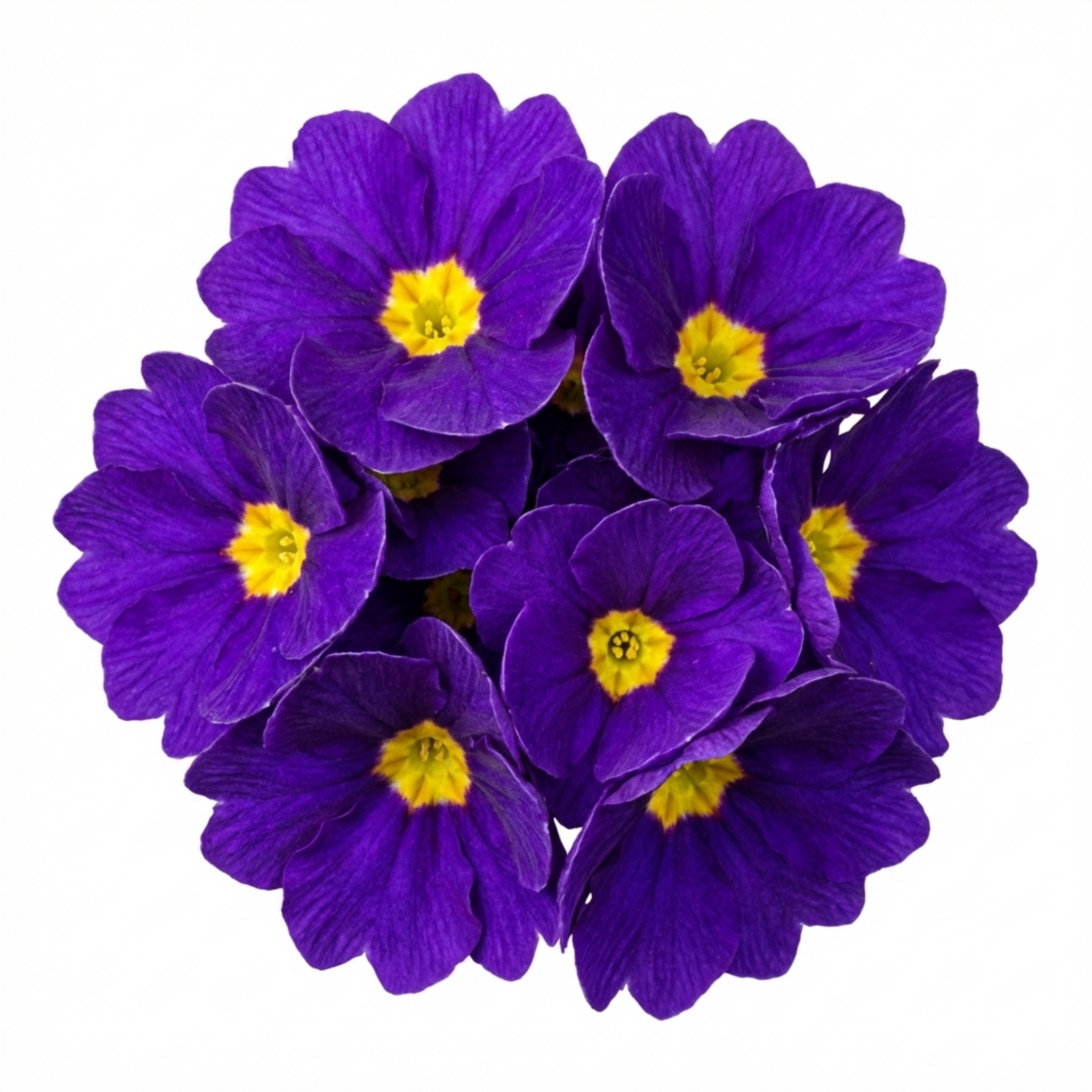 Primula ‘Queen Neon Violet’ — Hardy Perennial, Bee-Friendly, 1L Pot (Set of 3 or 6)