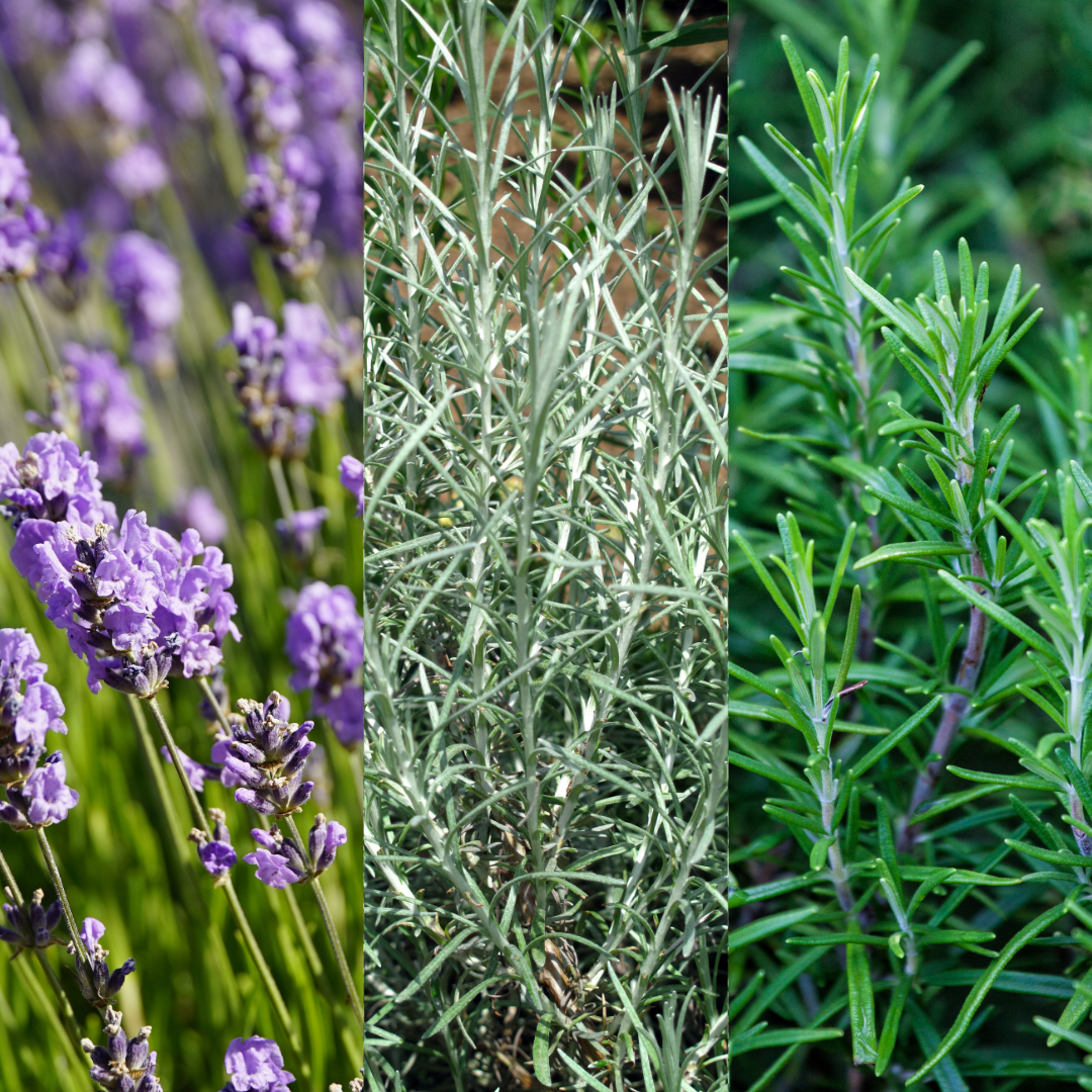 Aromatic Herb Collection — Curated 3-Plant Set (Lavender, Helichrysum, Rosemary), 13cm Pots