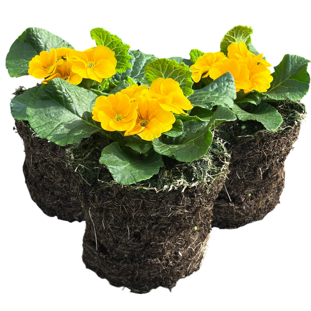 Primrose ‘Orange’ — Hardy Perennial, Bee-Friendly, 10.5cm Pot