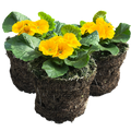 Primrose ‘Orange’ — Hardy Perennial, Bee-Friendly, 10.5cm Pot