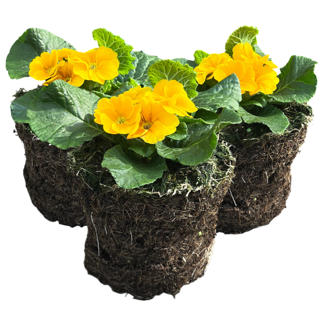 Primrose ‘Orange’ — Hardy Perennial, Bee-Friendly, 10.5cm Pot