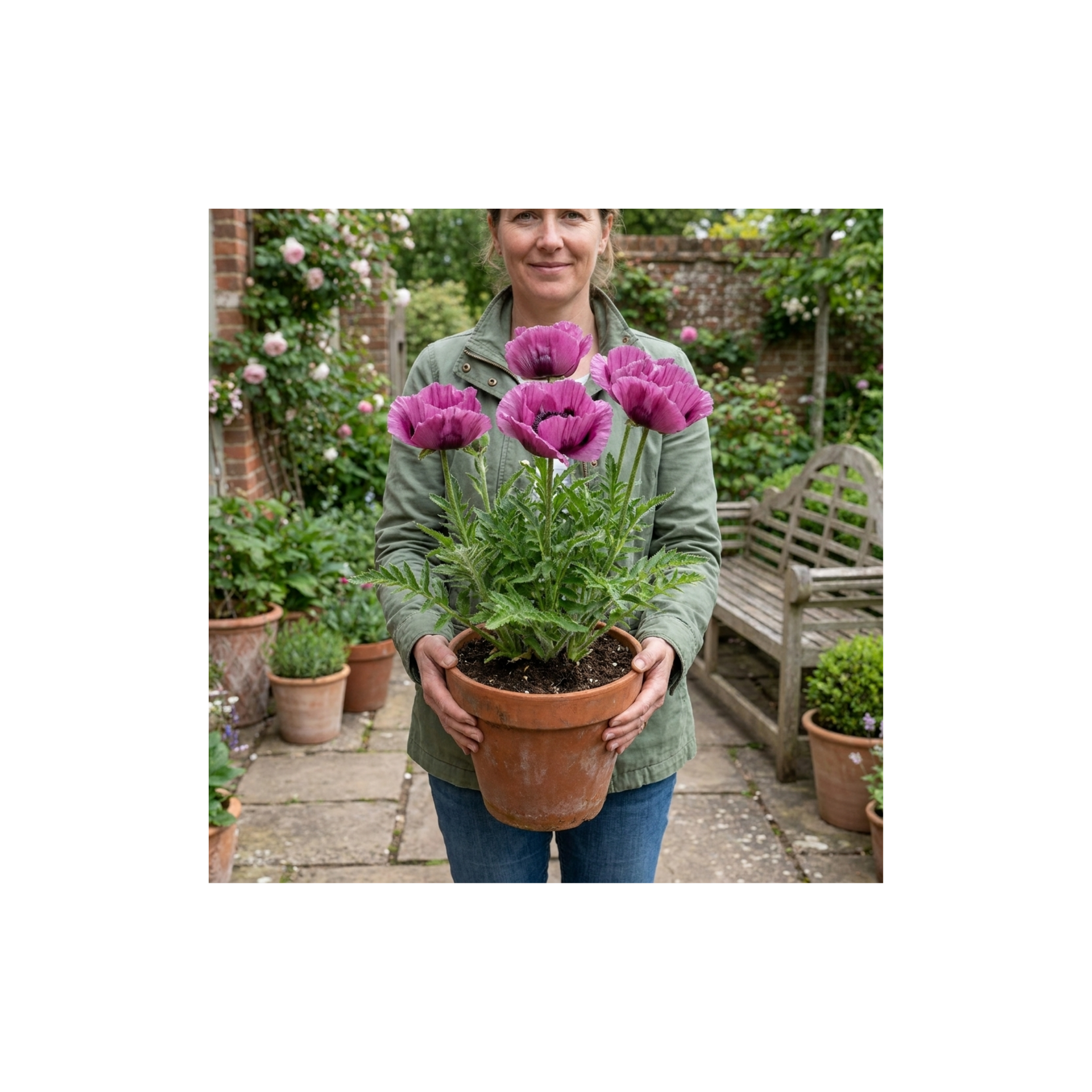 Papaver ‘Orientale Waltzing Mathilde’ — Hardy Perennial, Bee-Friendly, 3L Pot