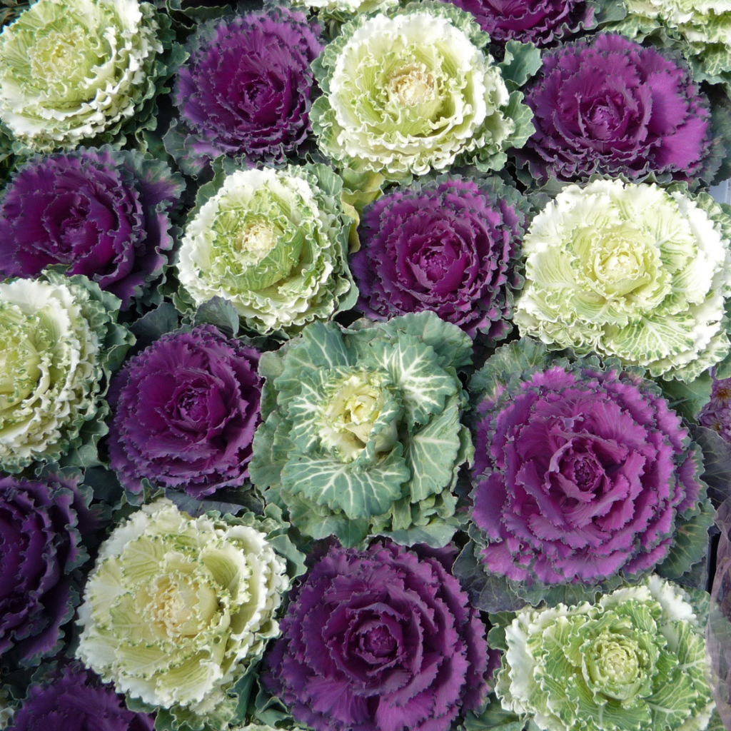 Ornamental ‘Cabbage Growers’ — Hardy Perennial, 1L Pot