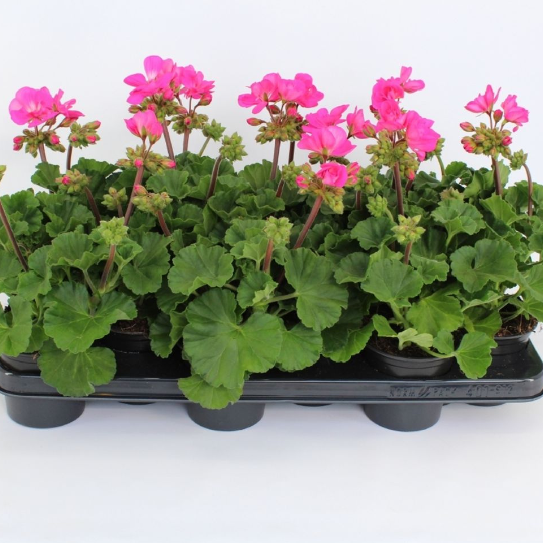 Pelargonium ‘Klass’ — Tender Perennial (grown as bedding), Bee-Friendly, 1L Pot (Set of 3 or 6)