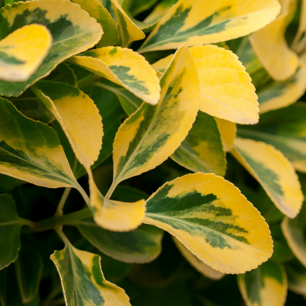 Ligustrum ‘Aureum’ — Hardy Perennial, 2L Pot