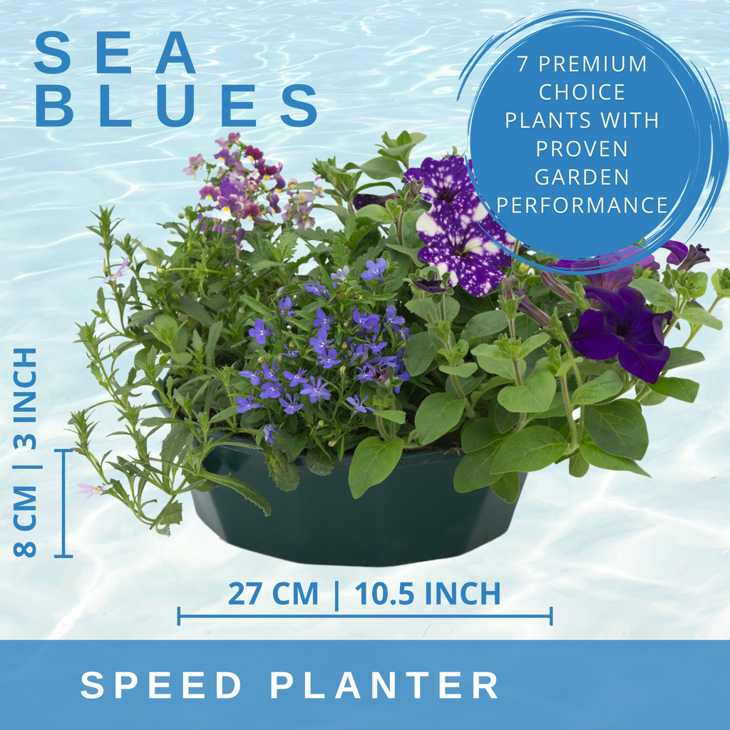 Sea Blues Speedplanter — Pre-Planted Mixed Annual Display, 7-Plant Set