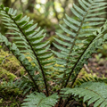 Dryopteris atrata — Shield Fern, Hardy Evergreen, 1L Pot (Set of 6)
