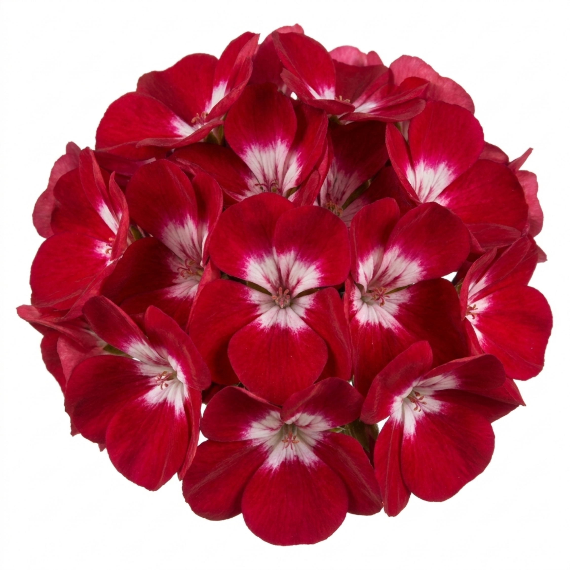 Pelargonium ‘Calliope M Red Splash’ — Half-hardy Perennial (often Grown As An Annual), Bee-Friendly, 5L Pot
