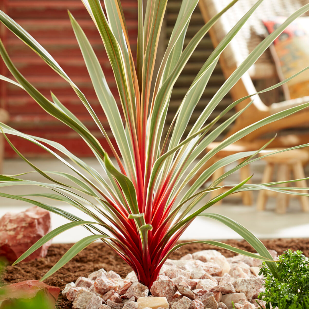 Cordyline ‘Magic Star’ — Hardy Perennial, 3L Pot