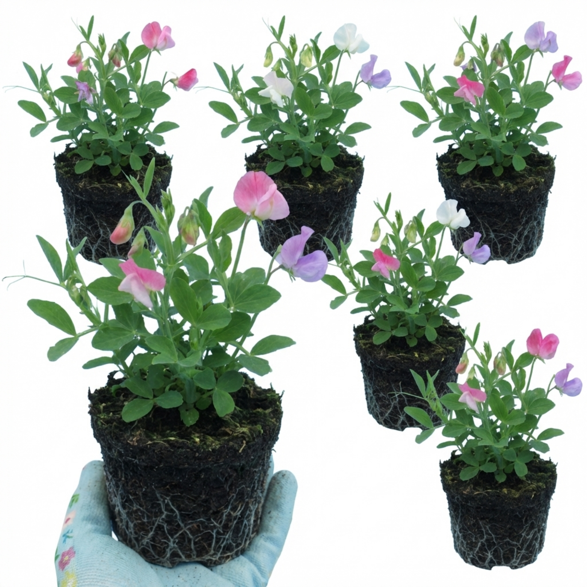 Lathyrus ‘Cupid’ — Hardy Annual Climber, Bee-Friendly, 10.5cm Pot (Set of 3 or 6)