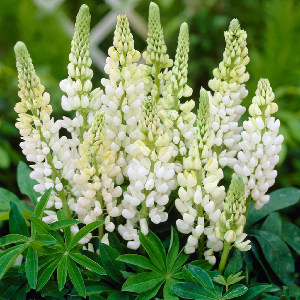 Lupin ‘Legendary White Shades’ — Hardy Perennial, Bee-Friendly, 2L Pot