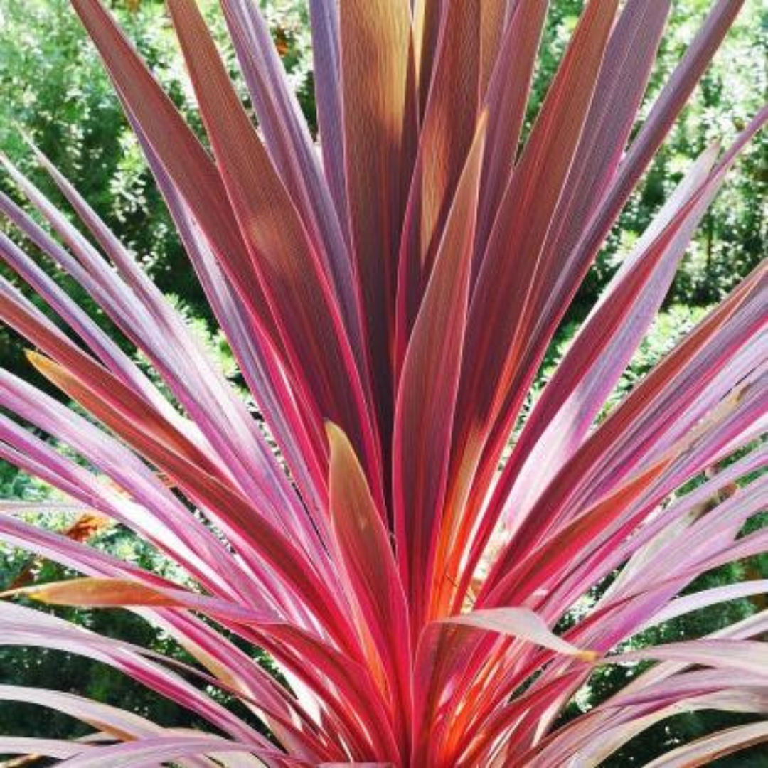 Cordyline ‘Charlie Boy’ — Hardy Perennial, 3L Pot