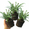 Soft ‘Shield’ — Evergreen Perennial Fern, 1L Pot (Set of 3 or 6)