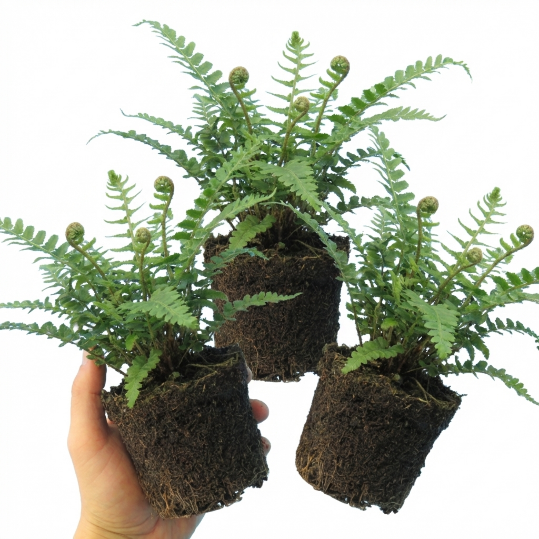 Soft ‘Shield’ — Evergreen Perennial Fern, 1L Pot (Set of 3 or 6)