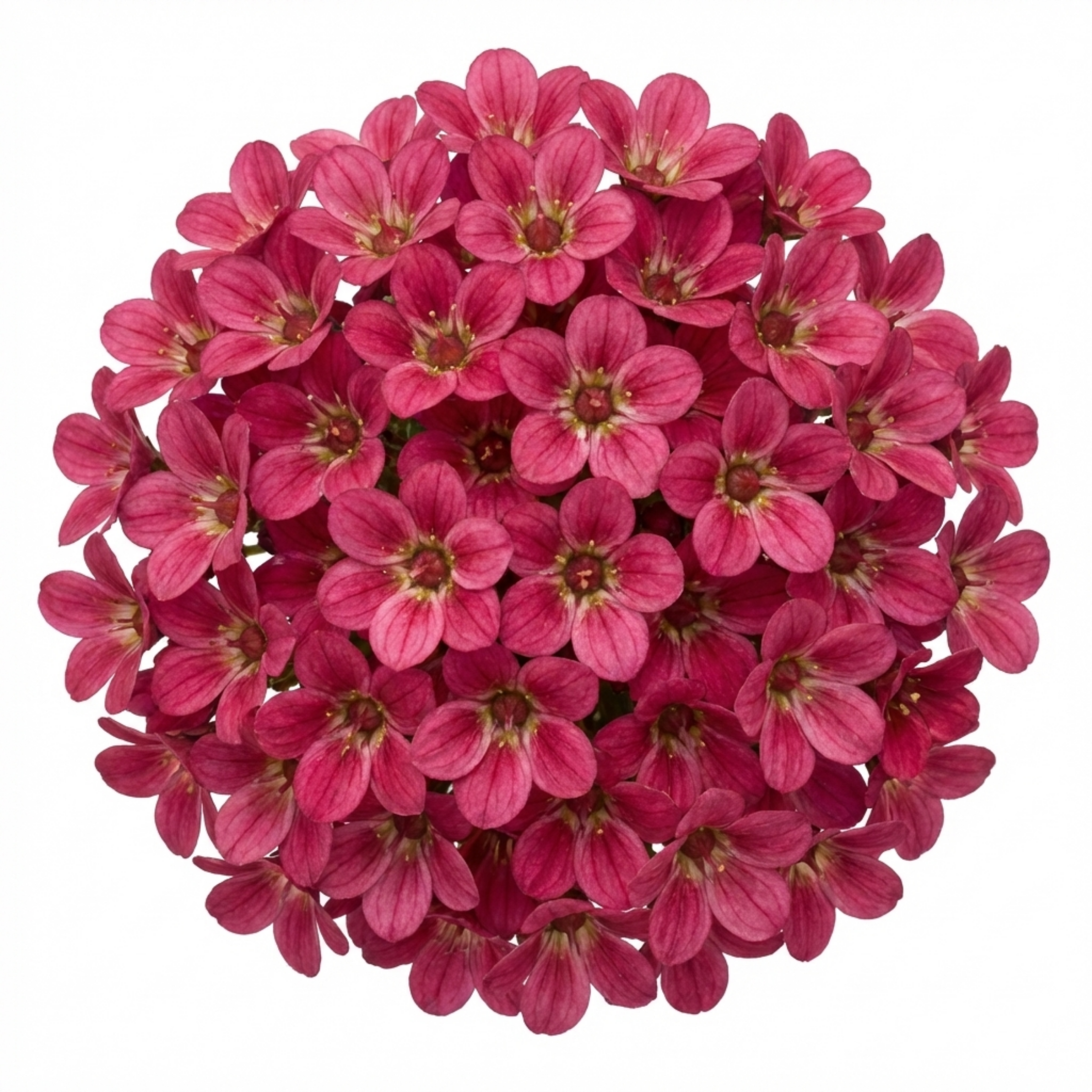 Saxifrage ‘Marto Rose’ — Hardy Evergreen Alpine Perennial, Bee-Friendly, 1L Pot (Set of 3 or 6)