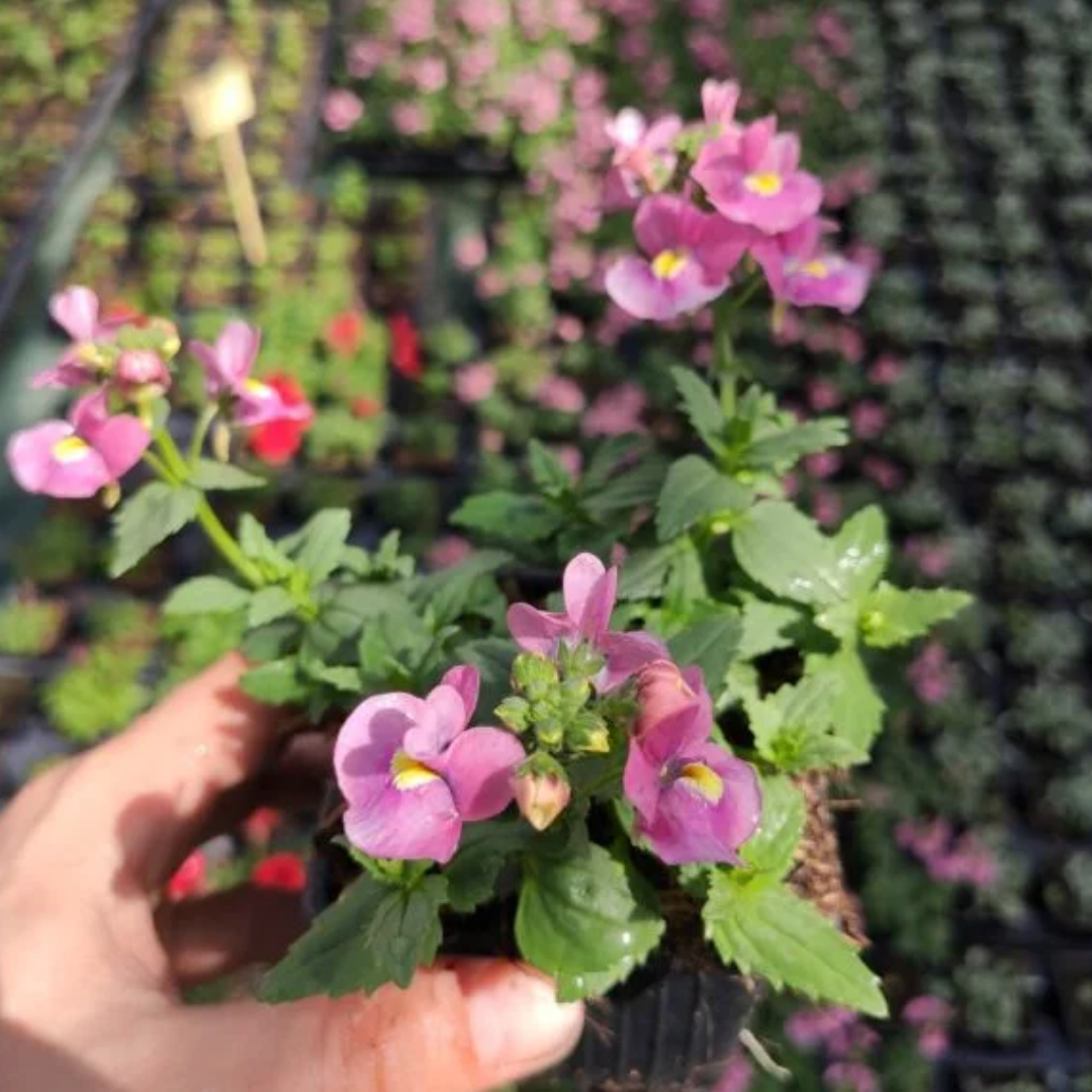 Nemesia ‘Nuvo Rose’ — Annual / Short-lived Perennial, Bee-Friendly, 10.5cm Pot (Set of 3 or 6)